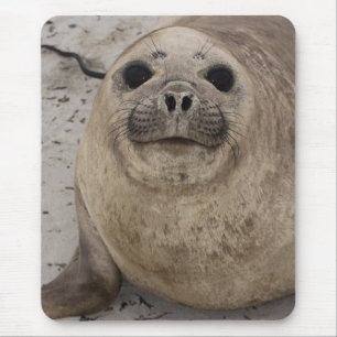 Southern Elephant Seal Mirounga leonina) Mouse Mat