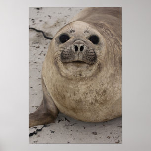 Southern Elephant Seal Mirounga leonina) Poster