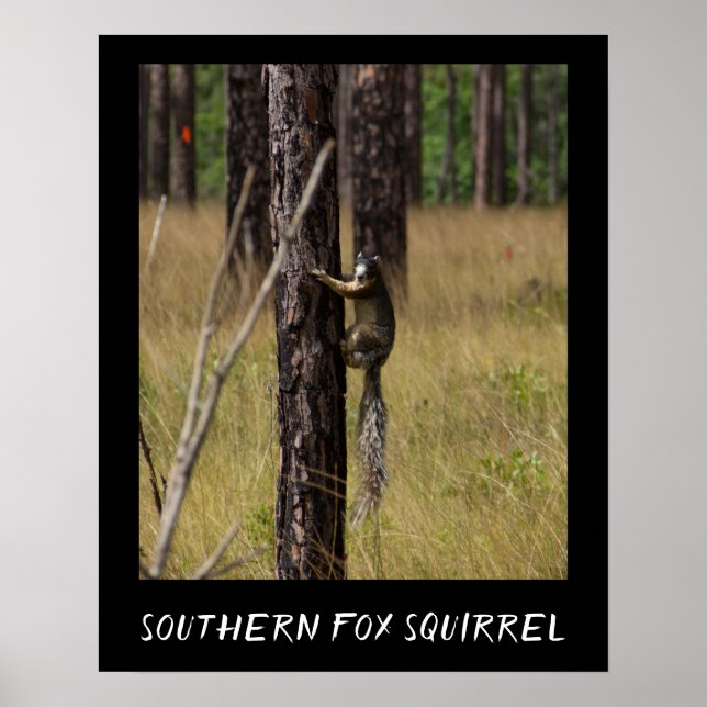 Southern Fox Squirrel Protected Species Poster (Front)