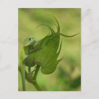 Southern Greens Postcard