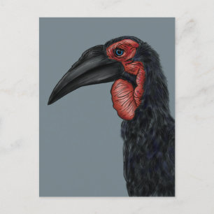 Southern Ground Hornbill Illustration Postcard