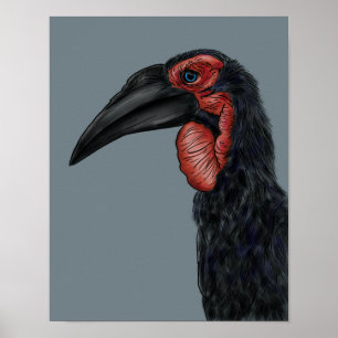 Southern Ground Hornbill Illustration Poster
