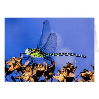 Southern Hawker (Aeshna cyanea) Male Dragonfly Card