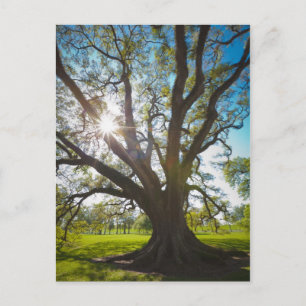 Southern Live Oak Tree Postcard