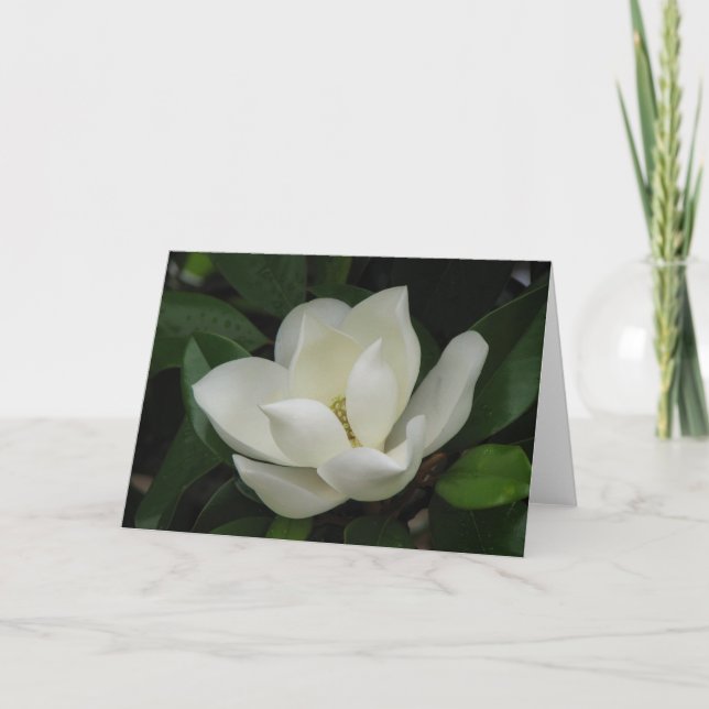 Southern Magnolia Bloom Card (Front)