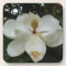 Southern Magnolia Blossom Coaster Set