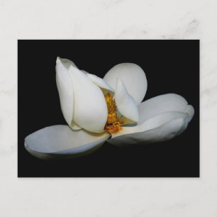 southern magnolia centre stage postcard