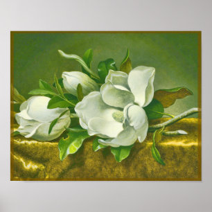 Southern Magnolia Flower Poster