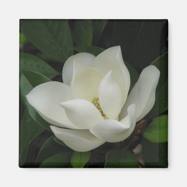 Southern Magnolia Magnet (Front)