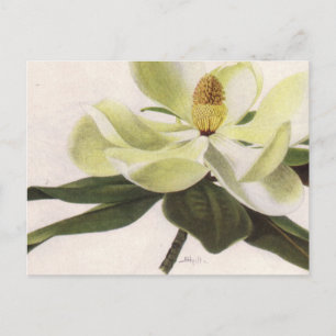 Southern Magnolia Post Card