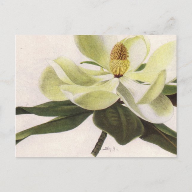 Southern Magnolia Post Card (Front)