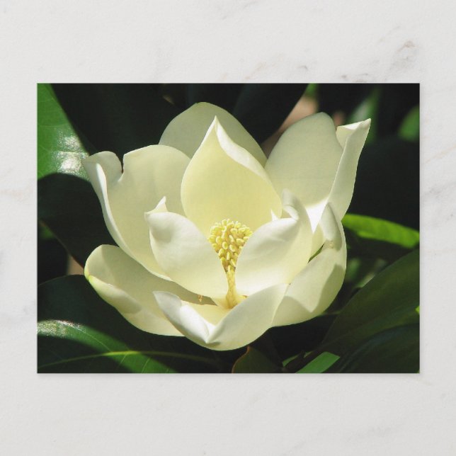 Southern Magnolia Postcard (Front)
