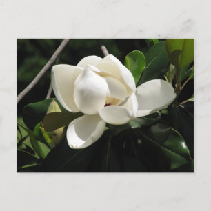 Southern Magnolia Postcard