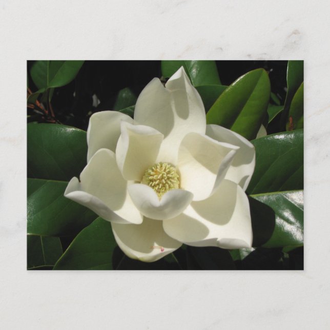 Southern Magnolia Postcard (Front)