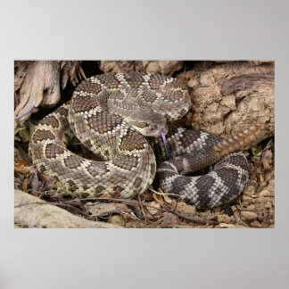 Southern Pacific Rattlesnake. Poster