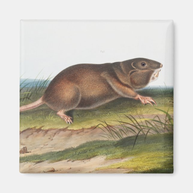 Southern Pouched Rat, Shrew Mole Illustration Magnet (Front)