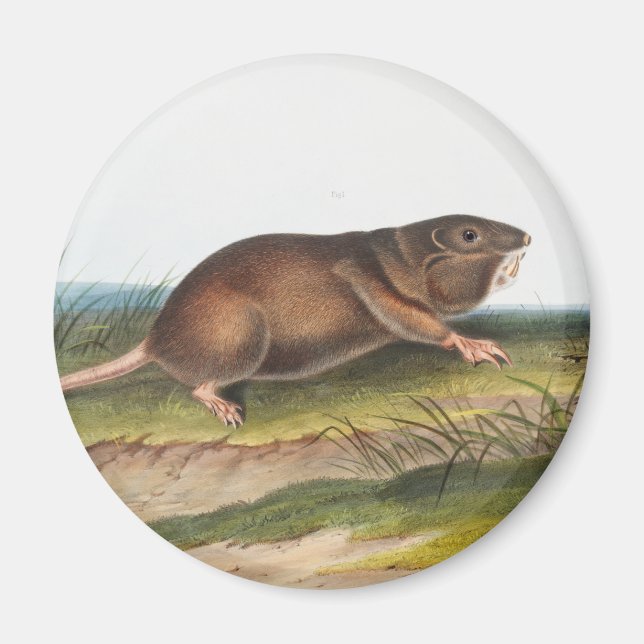 Southern Pouched Rat, Shrew Mole Illustration Magnet (Front)