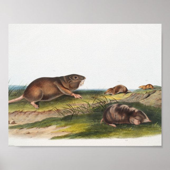 Southern Pouched Rat, Shrew Mole Illustration Poster (Front)