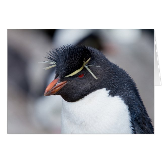 Southern Rockhopper Penguin (Front Horizontal)