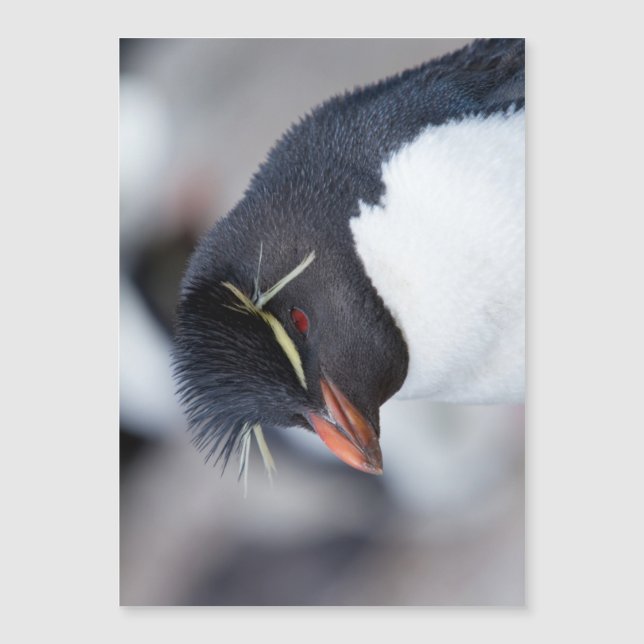 Southern Rockhopper Penguin (Front)