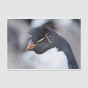 Southern Rockhopper Penguin Tissue Paper