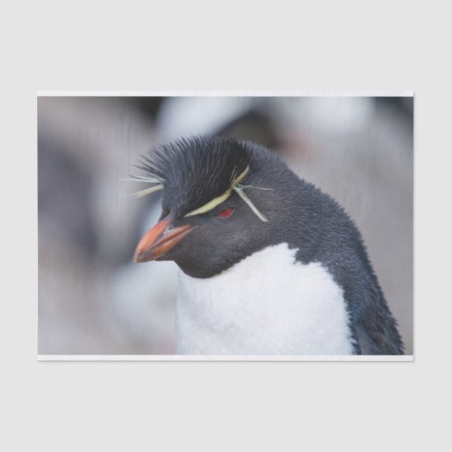 Southern Rockhopper Penguin Tissue Paper (Front)