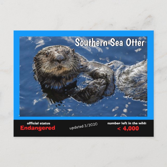Southern Sea Otter is endangered species 3/2020- Holiday Postcard (Front)