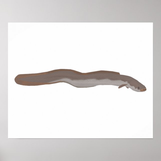 Southern Shortfin Eel Poster (Front)