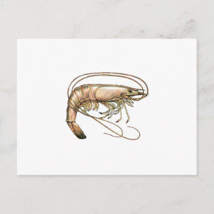Southern Shrimp Art Postcard