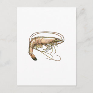 Southern Shrimp Art Postcard