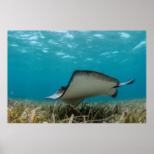 Southern Stingray in Shallows Poster