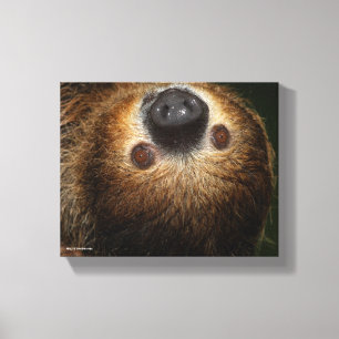 Southern Two-Toed Sloth Canvas Print