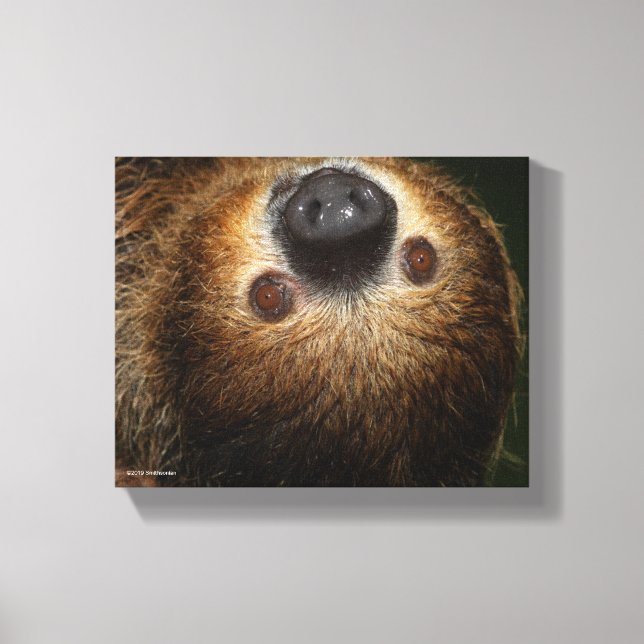 Southern Two-Toed Sloth Canvas Print (Front)