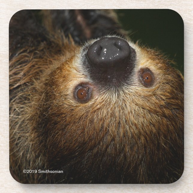 Southern Two-Toed Sloth Coaster (Front)