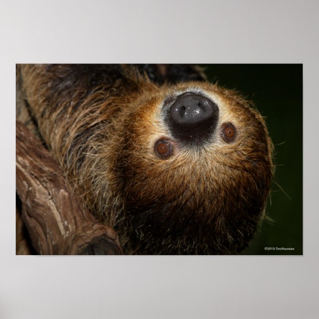 Southern Two-Toed Sloth Poster (Front)