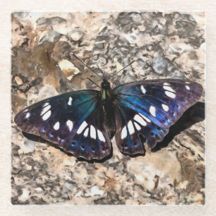 Southern White Admiral Blue Butterfly Painting Glass Coaster