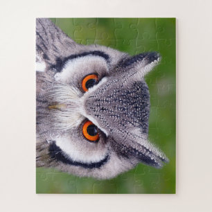 Southern White Faced Owl Birds-of-Prey Puzzle