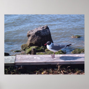 Southport, North Carolina - Seagull Poster