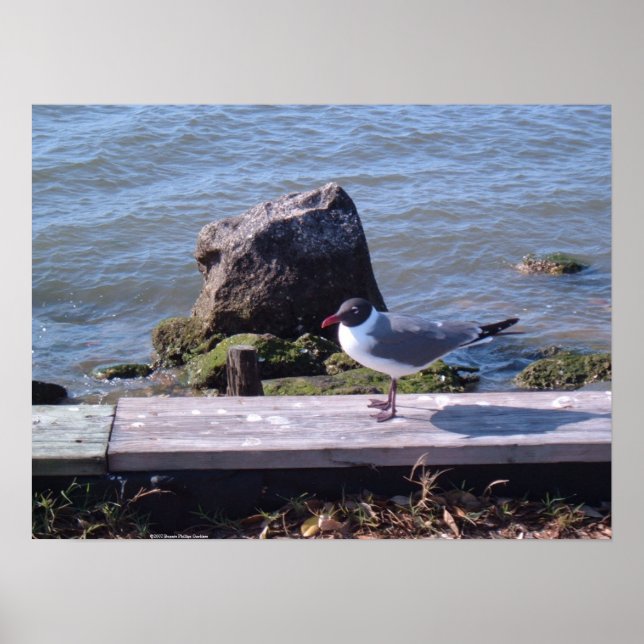 Southport, North Carolina - Seagull Poster (Front)