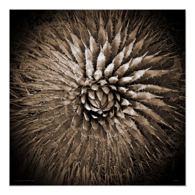 Southwest Agave Spikes Square Sepia Poster (Front)
