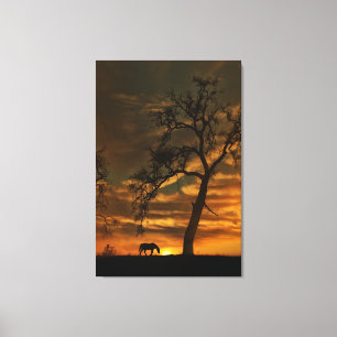 Southwestern Fine Art Horse Photography Canvas Print