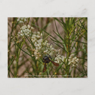 Southwestern Forager Postcard