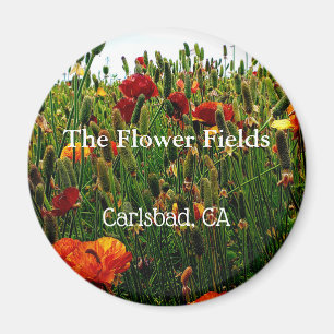 Souvenir Magnet, The Flower Field, Carlsbad, CA. Magnet