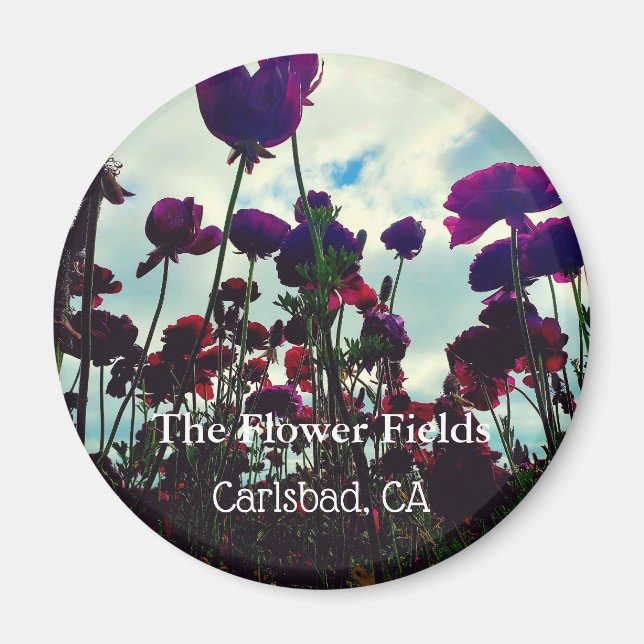 Souvenir Magnet: The Flower Fields in Carlsbad, CA Magnet (Front)