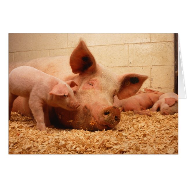 Sow and piglets (Front Horizontal)