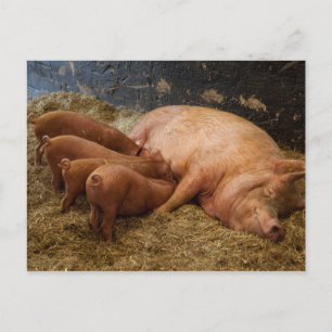 Sow Feeding Piglets Postcard