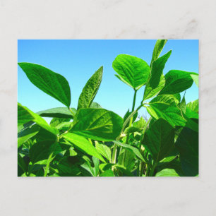 Soybean Plants Growing Under Blue Sky Postcard