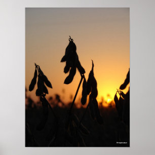 Soybeans at Sunset Poster