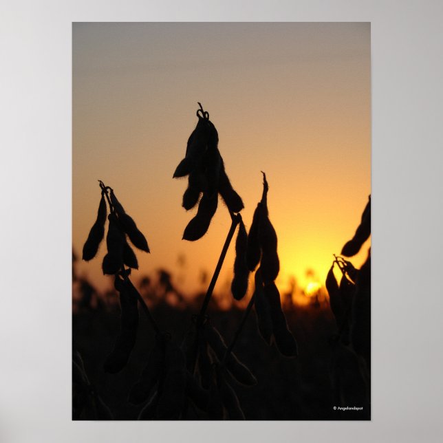 Soybeans at Sunset Poster (Front)