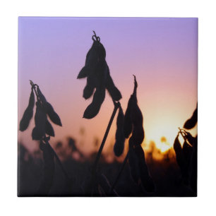 Soybeans at Sunset Tile
